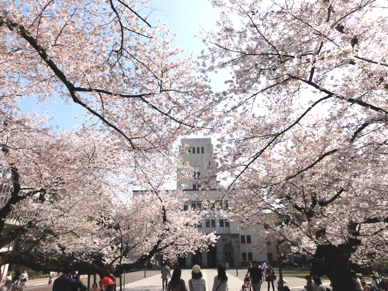 東工大桜 に対する画像結果